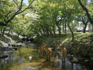 日本大阪旅行團(tuán)旅游報(bào)價(jià)_日本大阪旅游大概多少錢(qián)_日本大阪旅游組團(tuán)