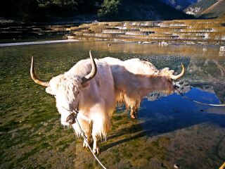 旅游去云南麗江_去云南麗江靠譜的旅行團(tuán)_2021去云南麗江跟團(tuán)多少錢