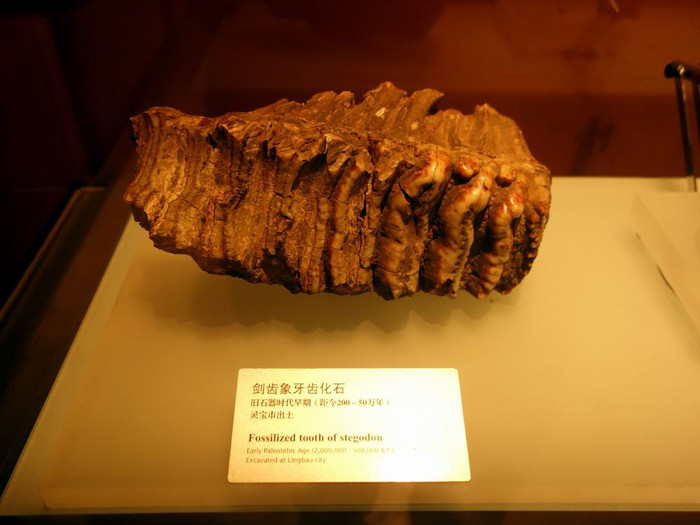 剑齿象牙齿化石(新石器早期)