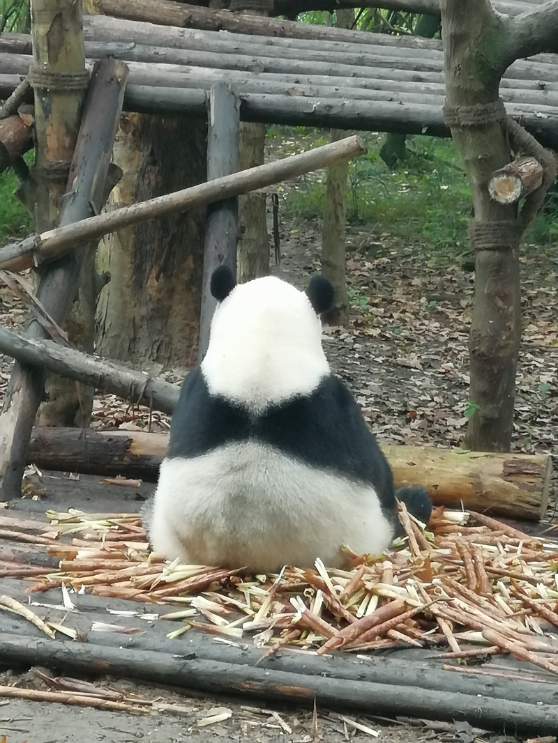 大熊猫繁育研究基地                      背影