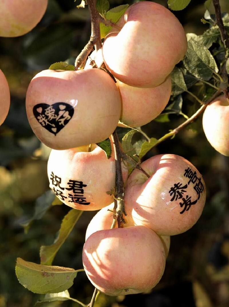这是采用套袋新技术生产的带字苹果