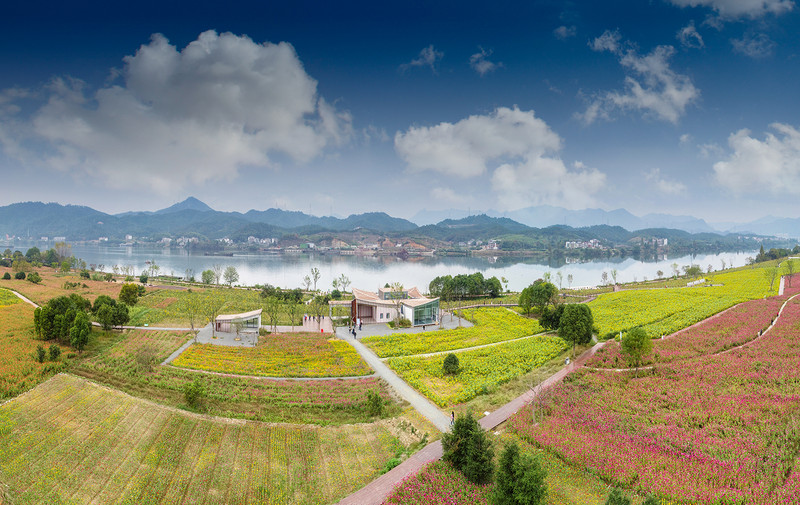 杭州建德下涯黄饶半岛千亩花海盛开迎万方客来