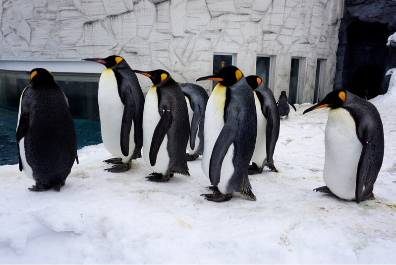 而之所以那么受欢迎,完全是为了动物园里这些又萌又呆又可爱的企鹅