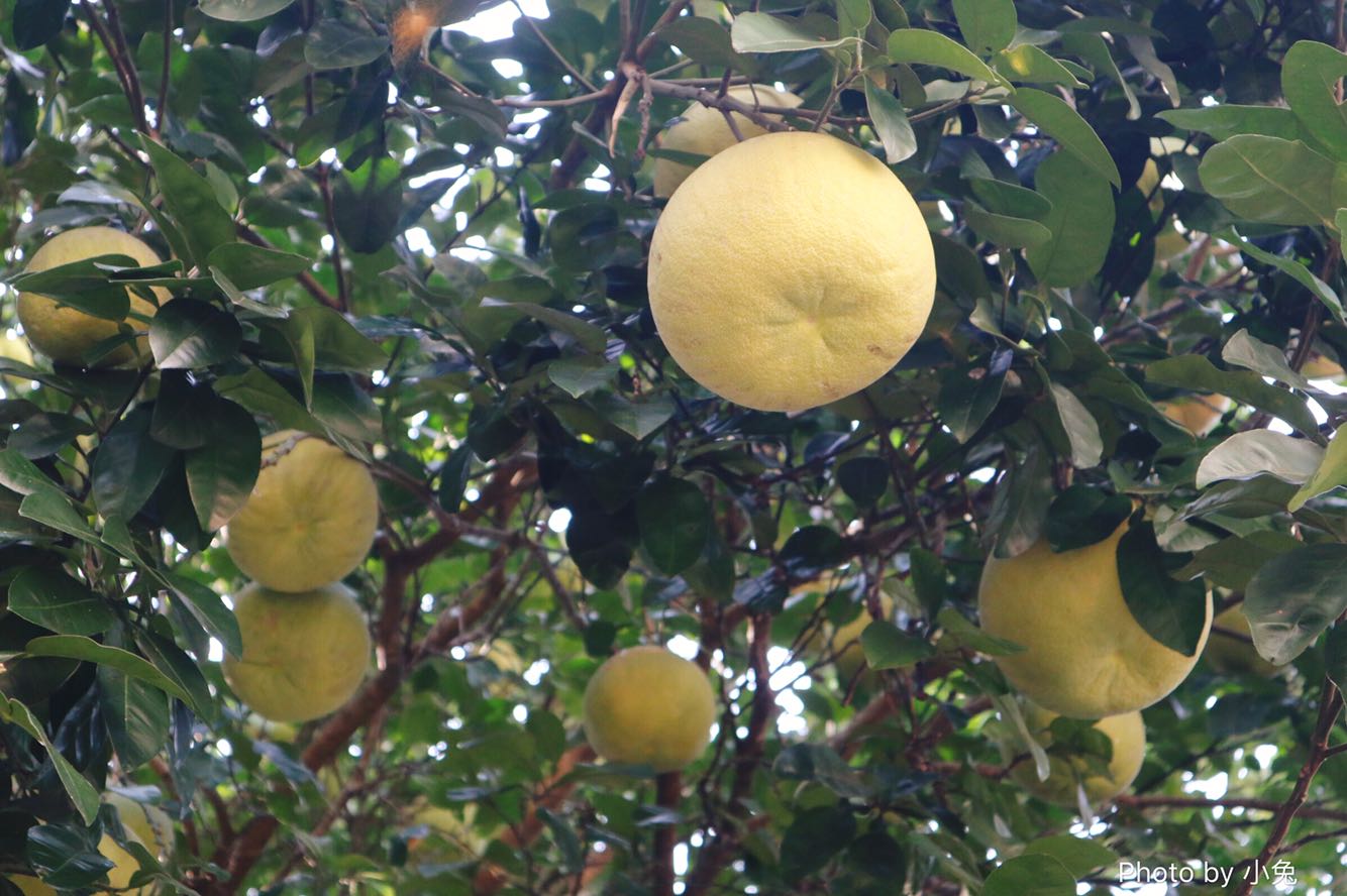 【话题讨论】国庆期间一游客在西湖石碑上乱涂