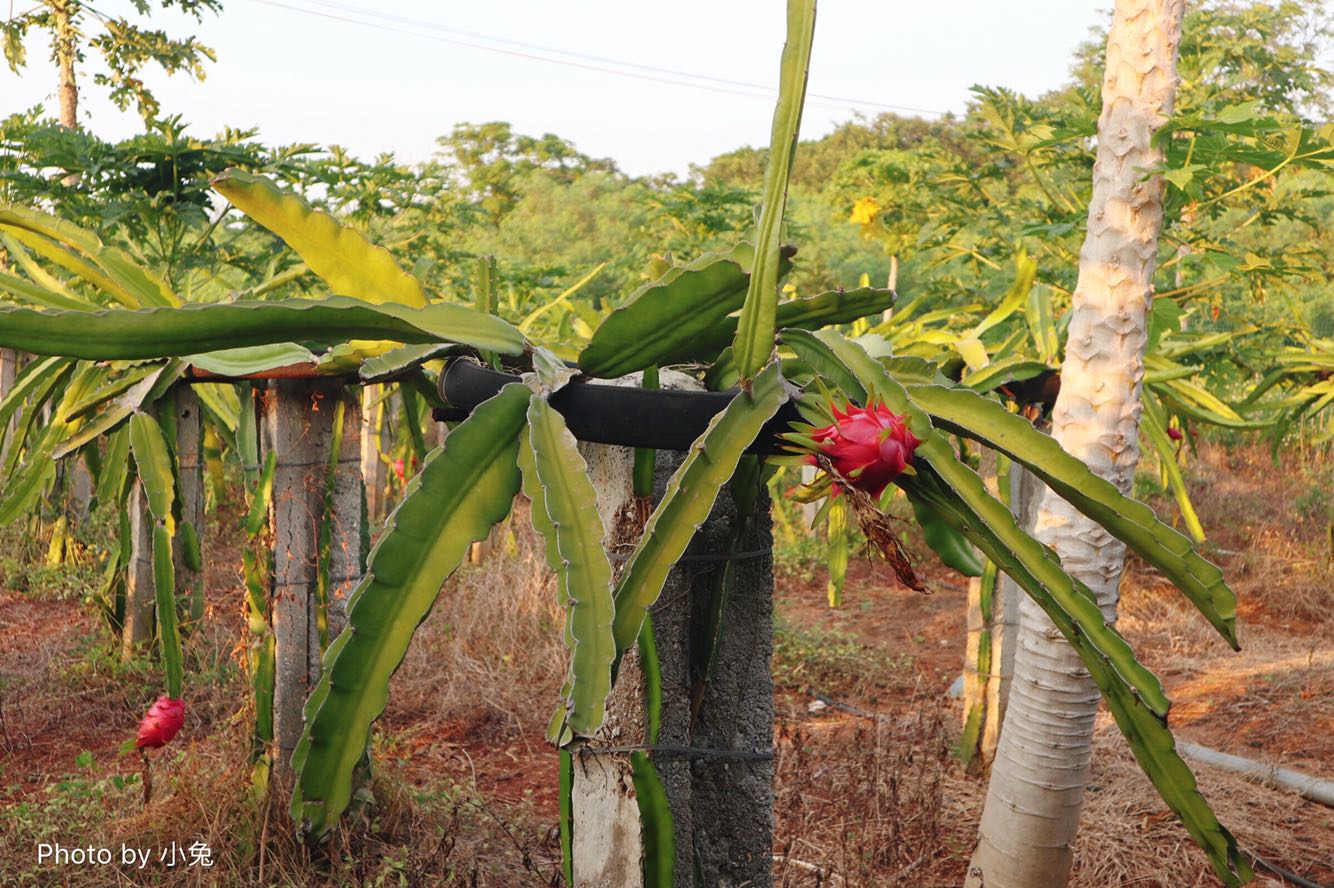 【话题讨论】国庆期间一游客在西湖石碑上乱涂
