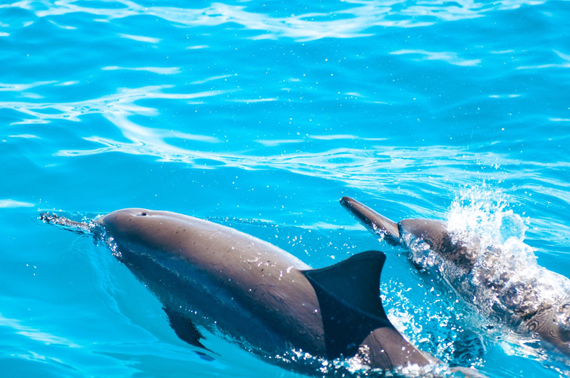 飞旋海豚-spinner dolphins数千年来,海豚被认为很神奇,是 "海洋中