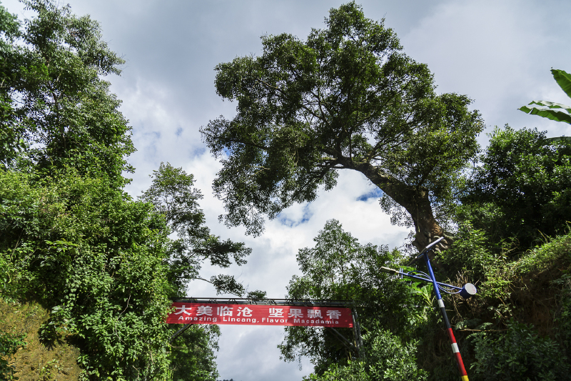 大美临沧,26个少数民族混居,澳洲坚果之乡