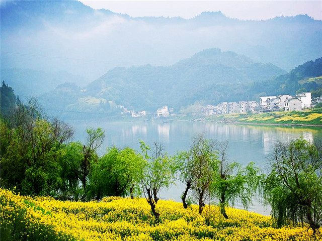 新安江山水画廊油菜花