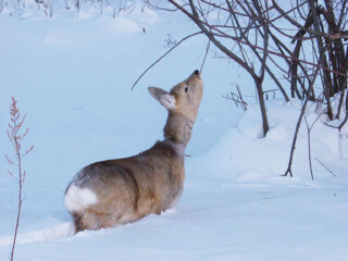 亞布力雪鄉(xiāng)旅行團(tuán)_亞布力雪鄉(xiāng)旅游多少錢_亞布力雪鄉(xiāng)游組團(tuán)