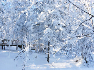 亞布力雪鄉(xiāng)自由行組團_亞布力雪鄉(xiāng)自由行費用_去亞布力雪鄉(xiāng)報團多少錢