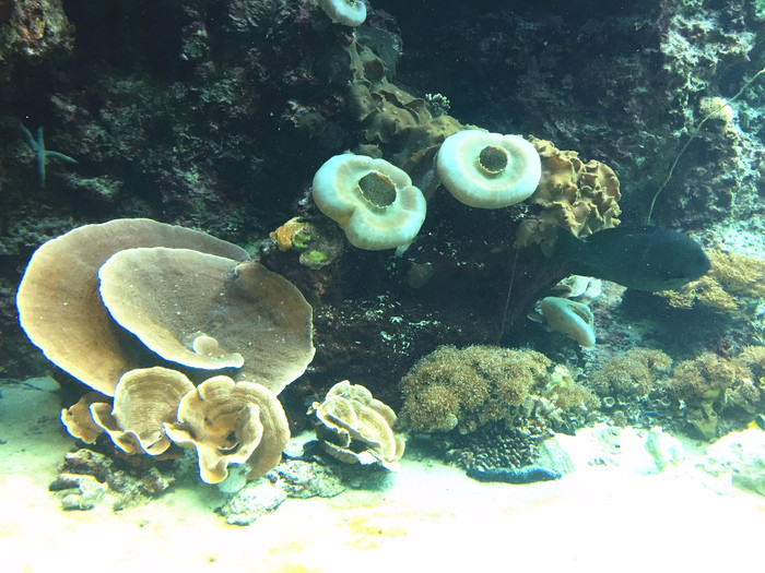 这些不认识的海生物.像灵芝,像蘑菇.