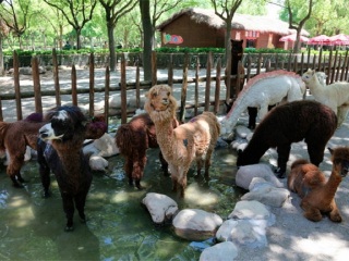 上海迪士尼旅行團旅游報價_報團去上海迪士尼多少錢_以往國慶上海迪士尼游價格
