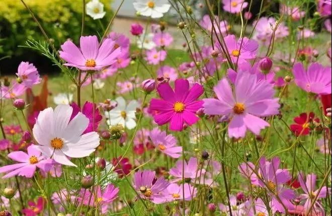 深圳大鹏美丽乡村"百花节"春风拂面,百花盛开!