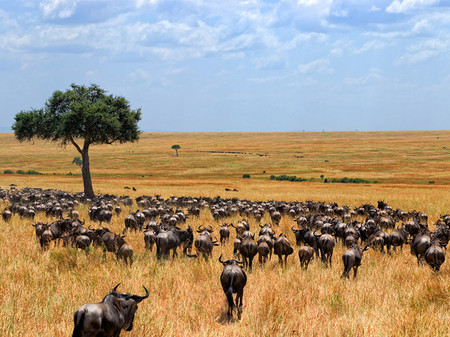  动物大迁徙-肯尼亚11日游>马赛马拉国家保护区 博高丽亚湖 阿布岱尔