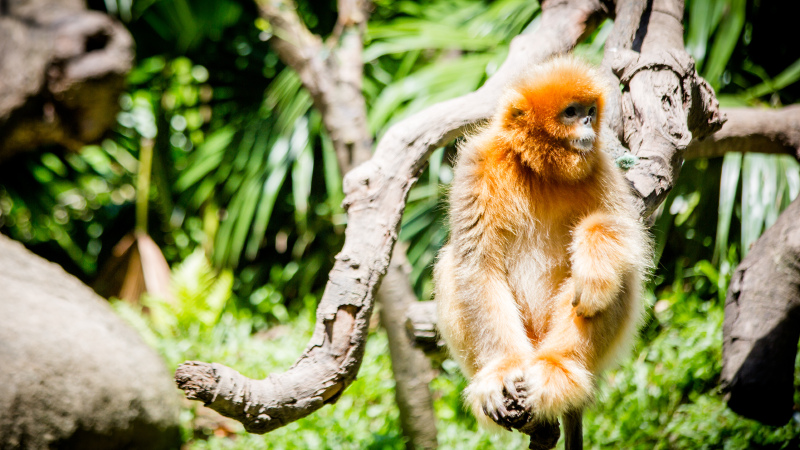 广州 长隆野生动物世界是世界上动物种类最多,种群量最大的野生动物园