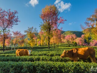 腾冲包团游_到腾冲旅游团_到腾冲旅游旅行团