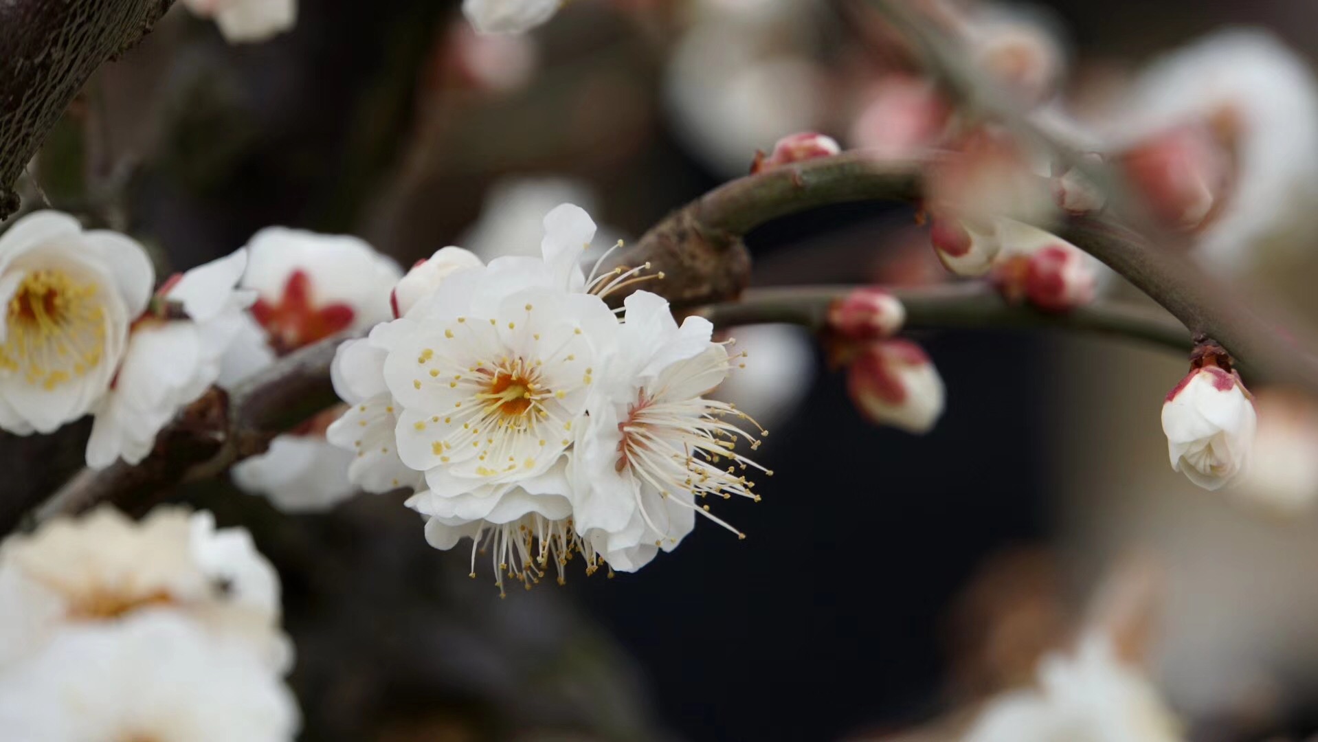 苏州香雪海赏梅花非常棒棒哒