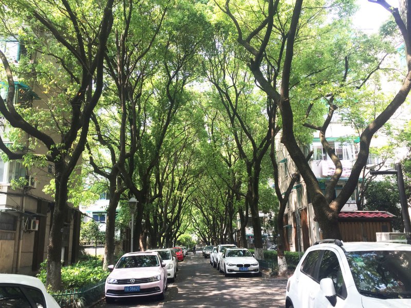 杭州老城中心的花园小居普通公寓
