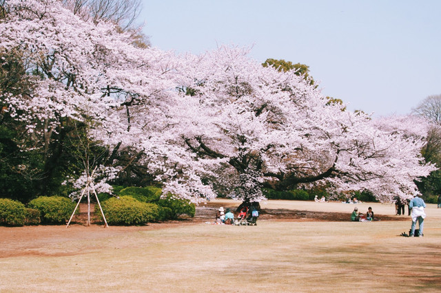 新宿御苑,皇家园林内的樱花胜景                      嫣然欲笑媚东