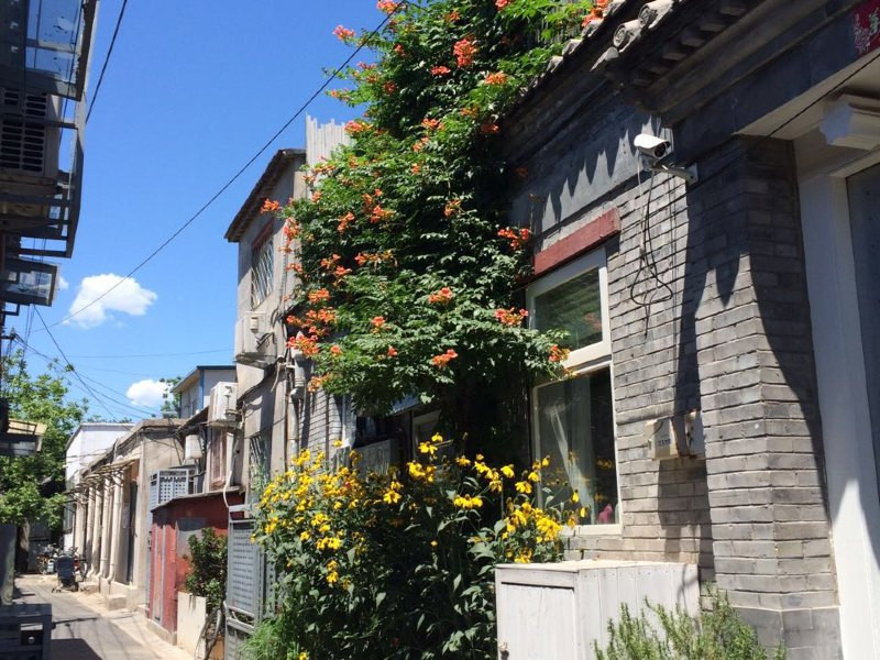 北平花园丨城市胡同里的花房酒店这个院子的四季惊艳了昨天