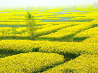 张家界旅游多少_张家界旅游张家界旅游_张家界八日旅游团
