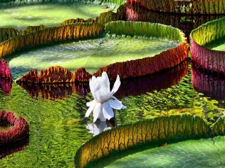 毛里求斯游 旅行團(tuán)_毛里求斯旅游跟團(tuán)需多少錢_毛里求斯旅游費(fèi)用