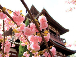 到華山旅游多少錢_華山游跟團(tuán)多少錢_去華山報(bào)團(tuán)多少錢