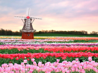 鹿特丹旅游景点介绍_2019鹿特丹简介_欧洲荷