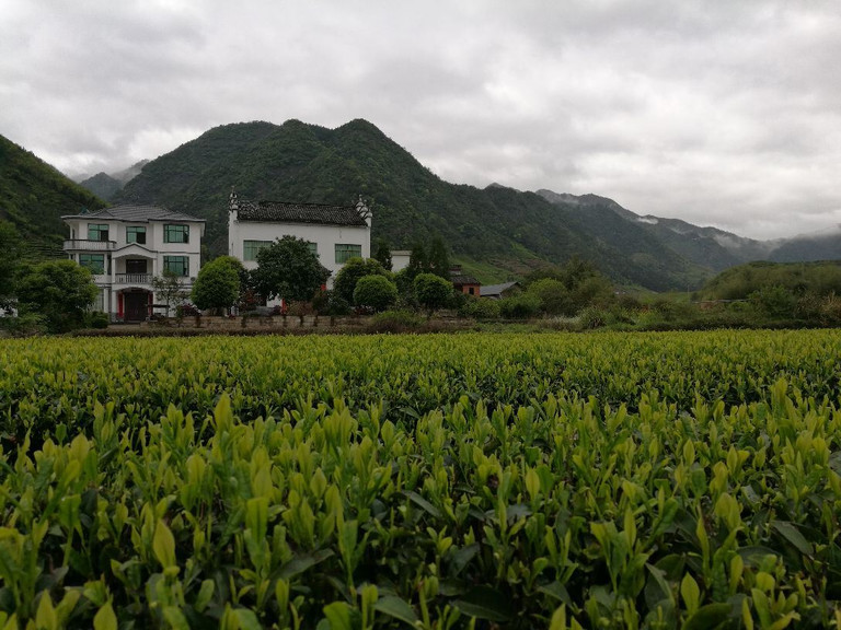 武义青枫谷山庄