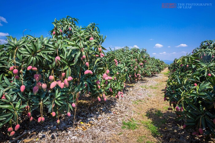 寻味三亚|跟随我们的脚步,来一次三亚饕鬄美食