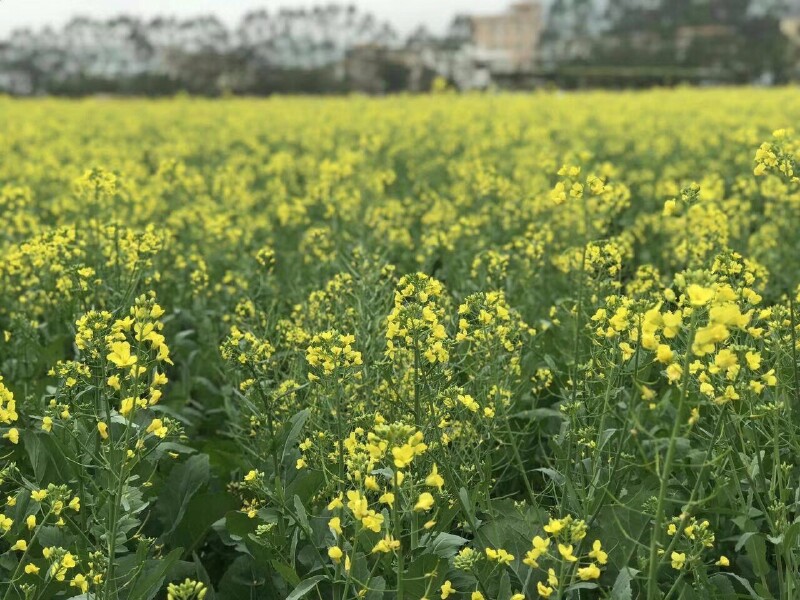 深圳农家乐一日游南澳看花海边骑单车游玩