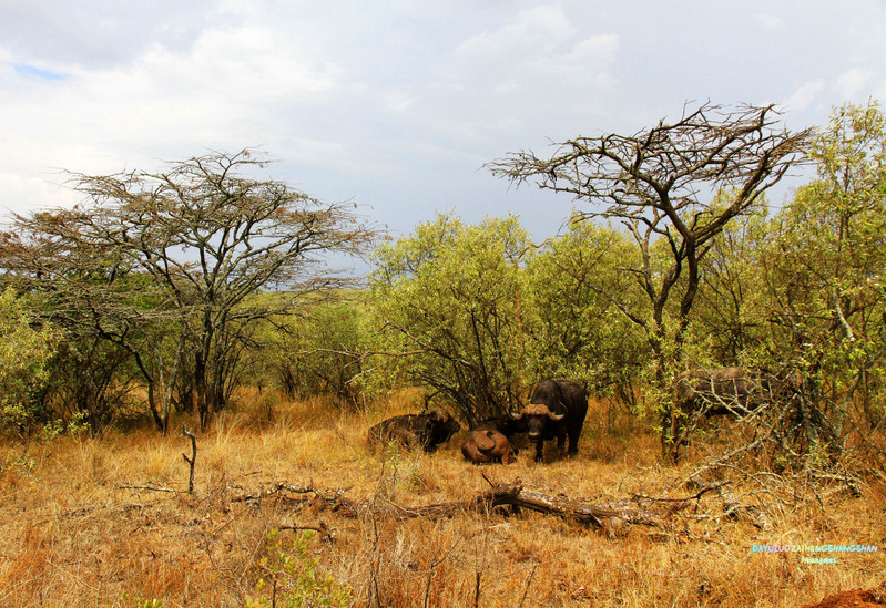 前方车辆发现了几只野水牛在低矮的灌木丛中休息.