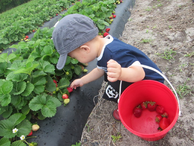 <兰州刘家峡草莓采摘1日游