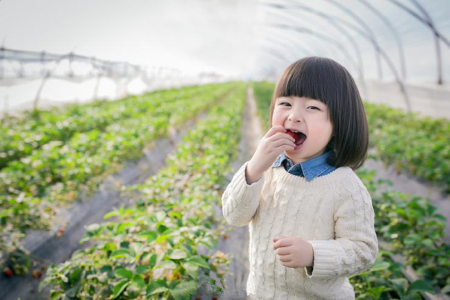 <兰州刘家峡草莓采摘1日游