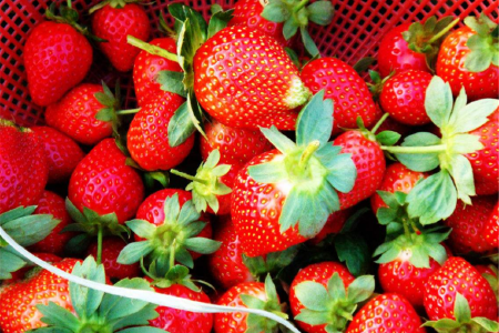 <兰州刘家峡草莓采摘1日游