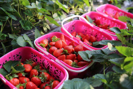 <兰州刘家峡草莓采摘1日游