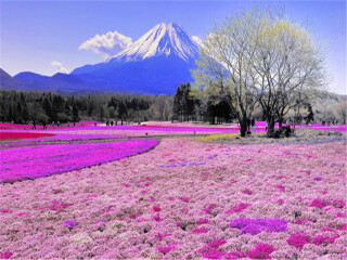 日本游報(bào)價(jià)_日本旅游花多少錢_日本自由行組團(tuán)