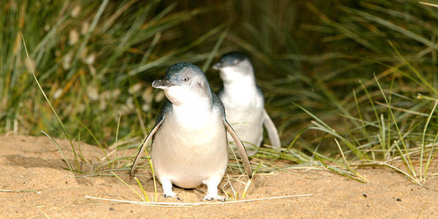 墨尔本菲利普企鹅岛英文一日游(喂食袋鼠+诺比