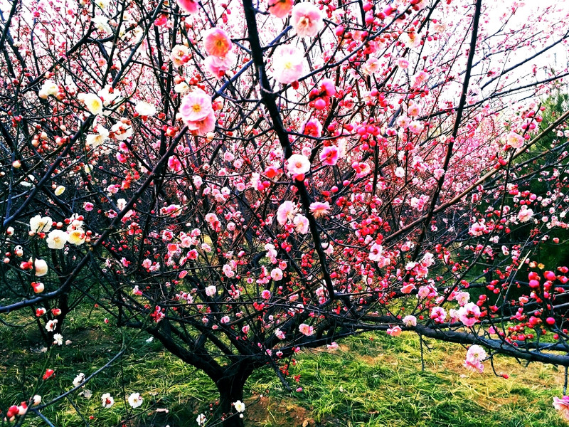 又见梅花开