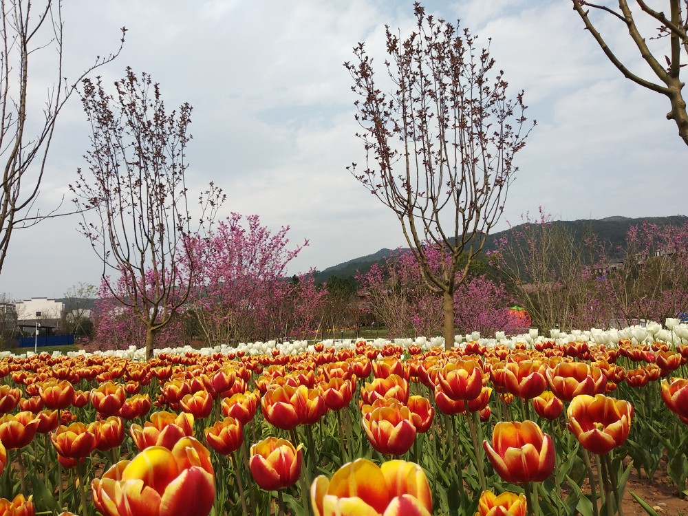 赛石城·花乐园有人去过吗?听说花开得不错_赣州旅游