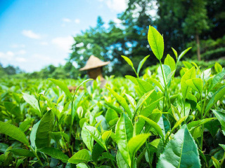 去華東旅游多少錢_華東半自由行_去華東旅游