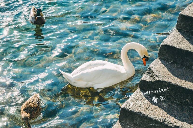 带着你的梦想看世界 --- 1月 瑞士三城的生日治