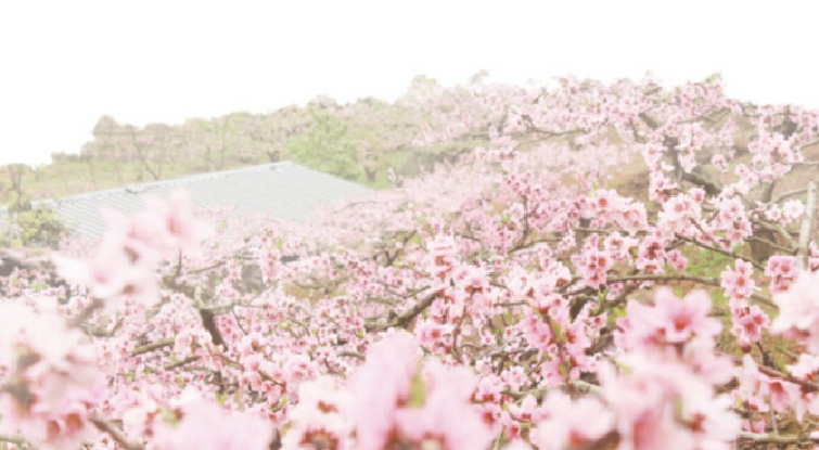 【花海知音门票价格】2018黄石花海知音门票