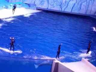 廣州長隆野生動物園半自助游_廣州長隆野生動物園自由游價格多少_廣州長隆野生動物園自由行組團