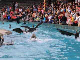 廣州長隆野生動物園半自助游_廣州長隆野生動物園自由游價格多少_廣州長隆野生動物園自由行組團