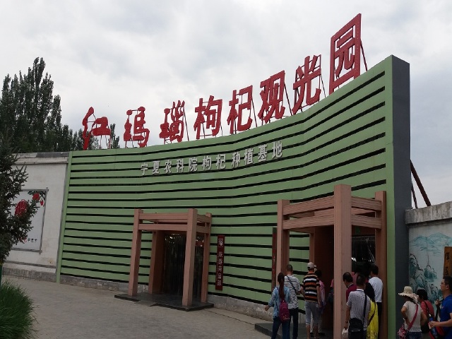 宁夏银川 西夏陵 贺兰山岩画 镇北堡西部影城 红玛瑙枸杞观光园