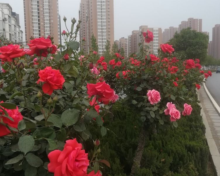 郑州普罗旺斯小镇（郑文改）公寓(京广快速路分店)