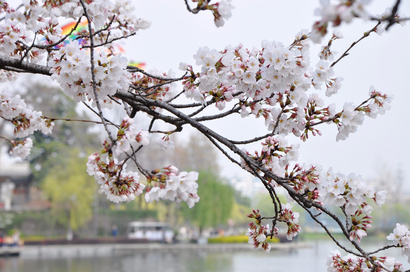 【途牛首发】初春赏花好去处:玄武湖公园(梅花 樱花 美食节)