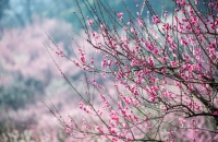 西山太湖梅花节