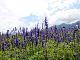 香格里拉特价旅游团报价_香格里拉旅游包团价格_去香格里拉旅游团报价
